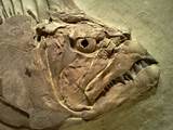 Videos On Fossils