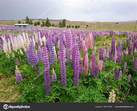 Beautiful Natural Lupine Flower Hill New Zealand Natural