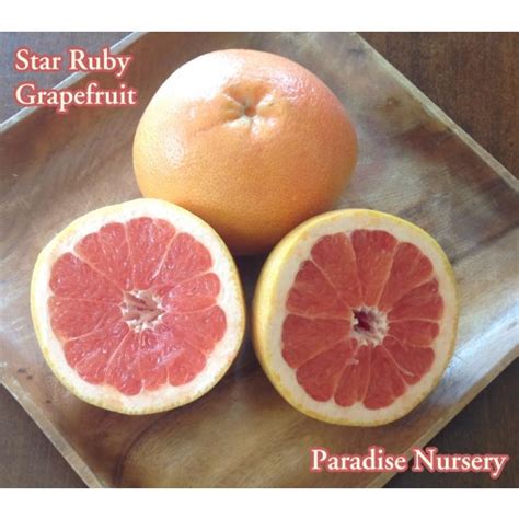 We specialize in growing and grafting fruit trees like atemoya, cherimoya, avocado, banana, carob, tropical cherry, citrus, dragon fruit (pitaya), guava, guamuchil, ice cream bean, jackfruit, kei apple, loquat, longan, lychee and several varieties of mango (asian, indian and. Star Ruby Grapefruit Tree at Paradise Nursery in Los Angeles
