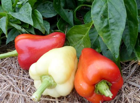 Early Hungarian Sweet Th 122 Sweet Bell Pepper 03 G Southern