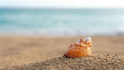 Concha Do Mar Na Areia Da Praia Com Mar Turquesa Ao Fundo Imagem 