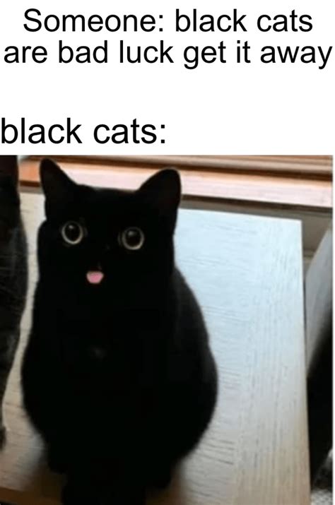 Black Cats Funny Animal Memes Cat Memes Funny Cute Cats