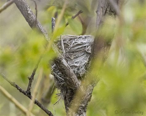 Warbler Nest