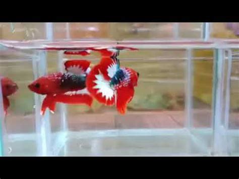 Beli ikan arwana super red online berkualitas dengan harga murah terbaru 2021 di tokopedia! Ikan Laga Betta Red Hellboy - YouTube