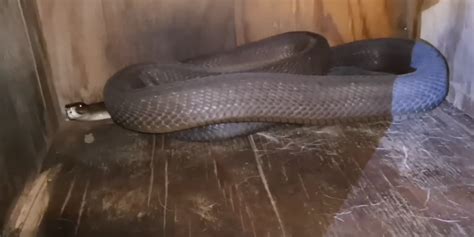 Giant Black Mamba Caught At A Home In South Africa