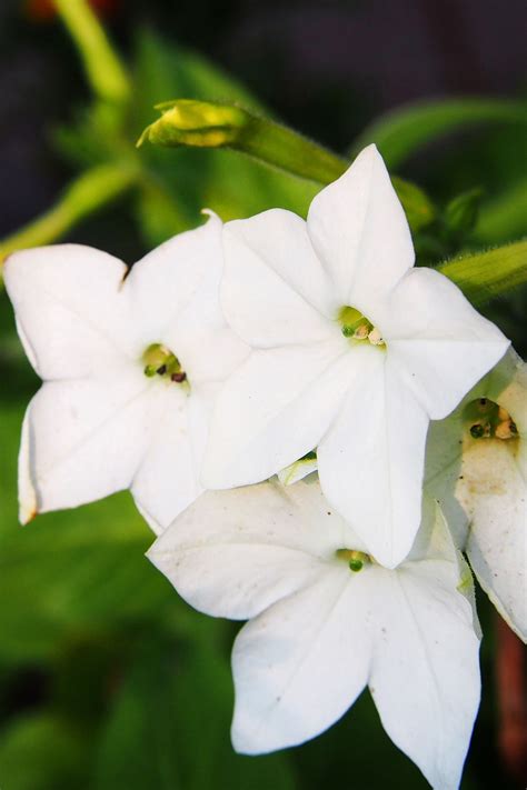 11 Fragrant Night Blooming Flowers That Will Make Your
