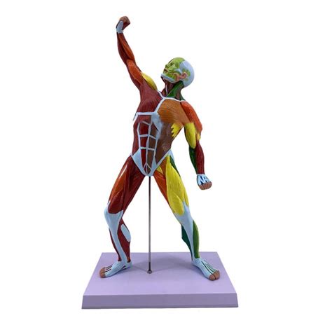 Buy Educational Model Anatomica Model Muscles 50cm Human Whole Body