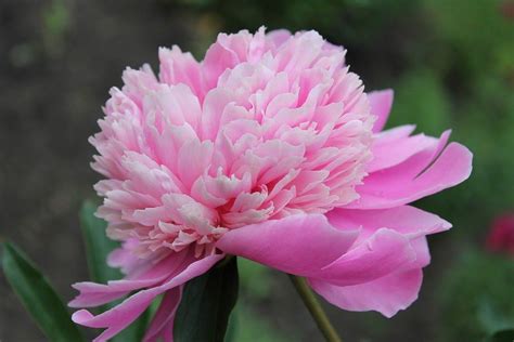 Types Of Pink Flowers