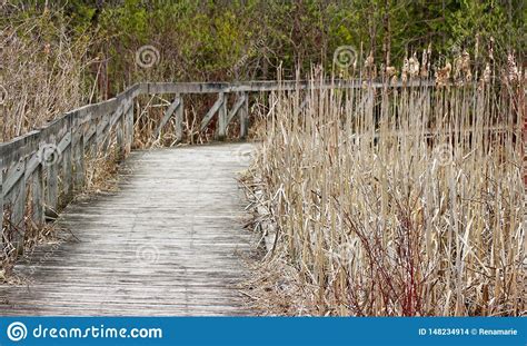 Dried Reeds And Cattails Along Wooden Boardwalk At Nature Park Stock