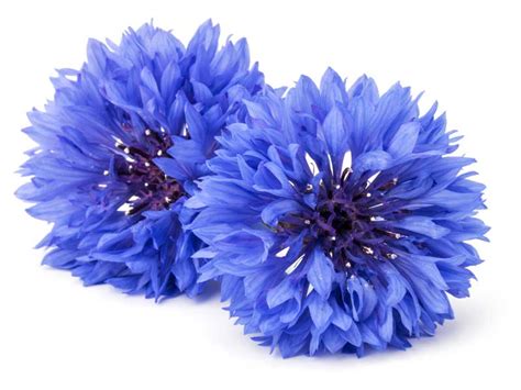 Cornflower Blue Boy Flower Seeds Non Gmo And No Chemical Treatment
