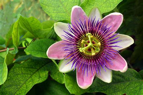 You don't say where or how it is growing, but they are not wholly but the most common cause of lack of flowers in passiflora is too much nitrogen and too little potassium. How to Grow Passion Flower Indoors