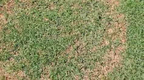 Zoysia Grass Problems Best Manual Lawn Aerator