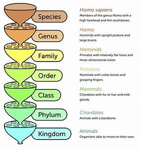 Chapter 9 Classification Guest Hollow