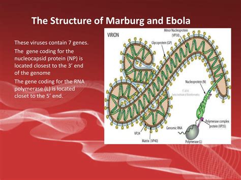 The virus is considered to be extremely dangerous. PPT - Marburg Virus Evades Interferon Responses by a ...