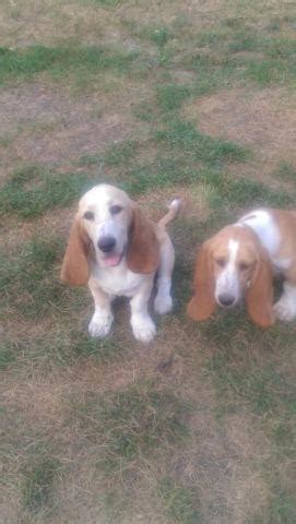 Here is a growth chart of the behavior and characteristics of basset hound puppies until one year. Female Lemon Basset Hound Puppy for Sale in Howell, New Jersey Classified | AmericanListed.com