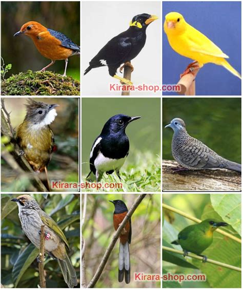 Mp3 Suara Burung Koleksi Aneka Suara Burung Buat Yang Demen Suaranya