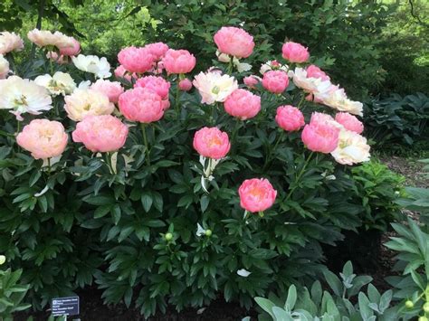 Photo Of The Entire Plant Of Peony Paeonia Pink Hawaiian Coral