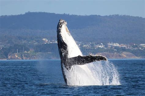 70 Whales Spotted In One Day Off The Coast Of Eden Narooma News Narooma Nsw