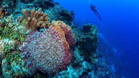 Reefs In Turks And Caicos Islands Resisted Global Coral Bleaching Event