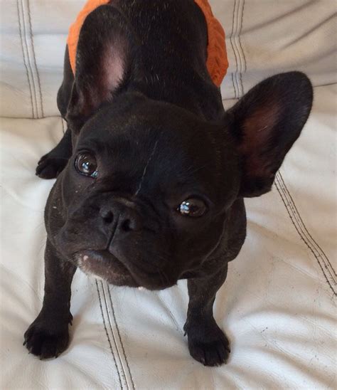 French bulldogs have erect bat ears and a charming, playful disposition. GENUINE MINIATURE FRENCH BULLDOG FOR SALE | Chigwell ...