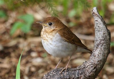 Wild Birds Unlimited Veery Small Brown Thrush With A Speckled Throat