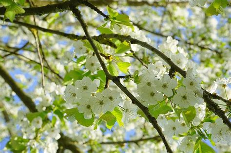 Cherry Blossoms Flowers White Tree Flowering Twig Branch Bird