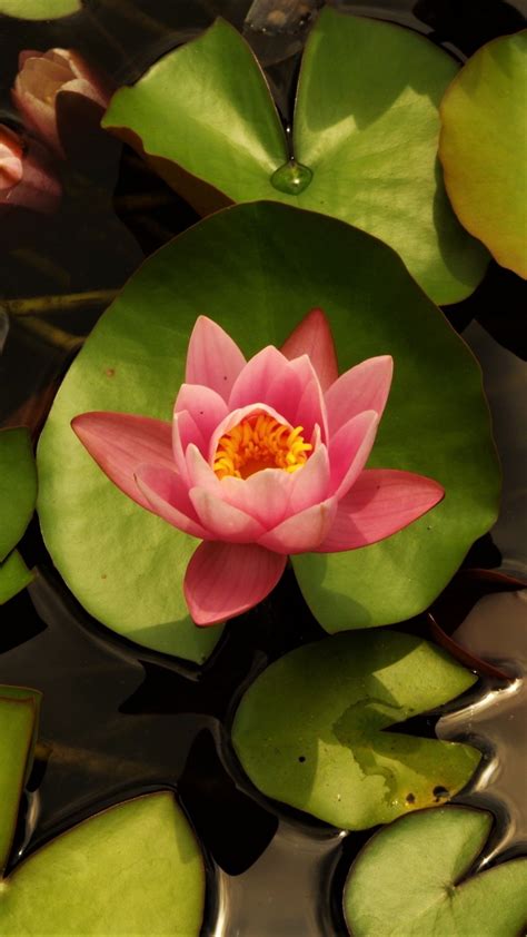 Pink Water Lily Wallpaper Pin On Flowers Wallpapers Shannon Eforsemnes