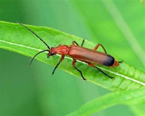 Common Red Soldier Beetle Rhagonycha Fulva Kiplingcotes Flickr