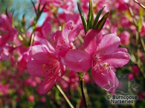 Buy Rhododendron Albrechtii Plants By Mail Order From Burncoose