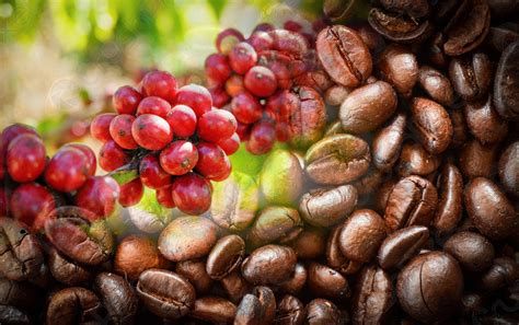 Red Coffee Beans On A Branch Tree And Roasted Coffee Stock Photo