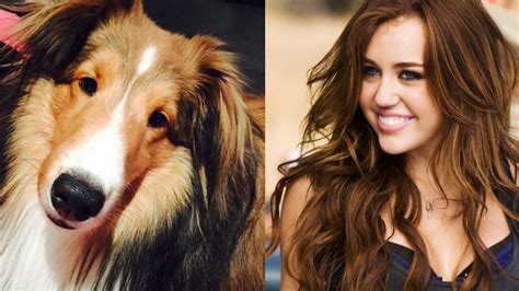 Dogs And Their Celebrity Owners Do They Look Alike Volganga