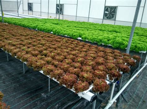 Find the perfect hydroponic farming stock photos and editorial news pictures from getty images. Hydroponics - The Profitable way of Growing