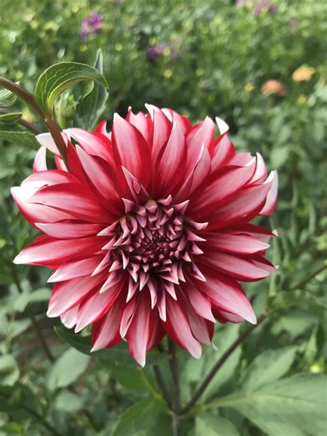 Maybe you would like to learn more about one of these? Buy Wholesale Flower Bulbs in Canada - Dahlia Tubers ...