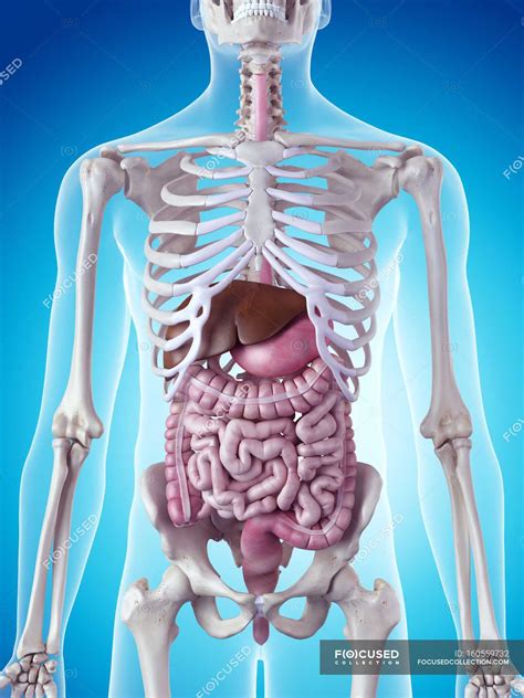 Internal Organs And Skeletal System — Scientific Illustration Concept