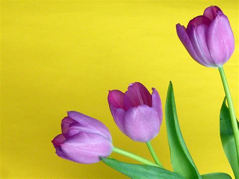 Three Purple Tulips On Yellow Background Creative Commons Stock Image