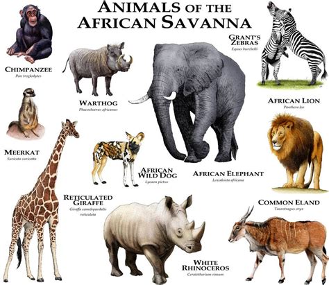 Animals Of The African Savanna By Rogerdhall On Deviantart African