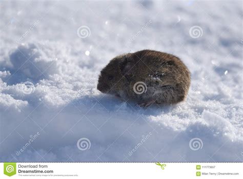 Small Rodent Stock Image Image Of Rodent Snow Wildlife 111773657