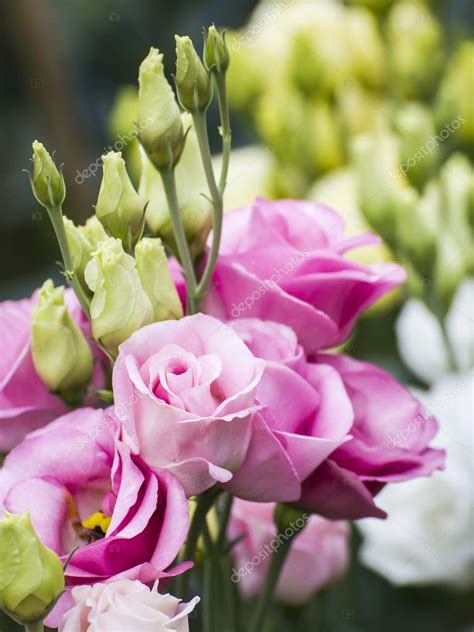 Tuttavia, gli allevatori di rose hanno creato il rosa smooth touch senza spine. Rosa Lisianthus, Rose-ähnliche Blume — Stockfoto ...