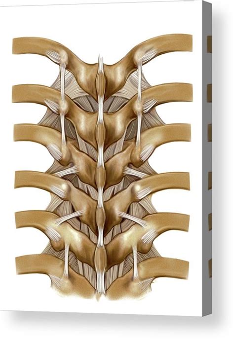 Vertebral Joints Photograph By Asklepios Medical Atlas Pixels The