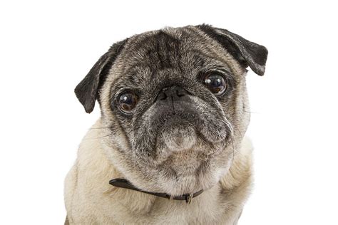 Closeup Cute Pug Dog Face Photograph By Good Focused Fine Art America