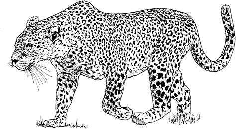 Free Snow Leopard Cliparts, Download Free Snow Leopard Cliparts png
