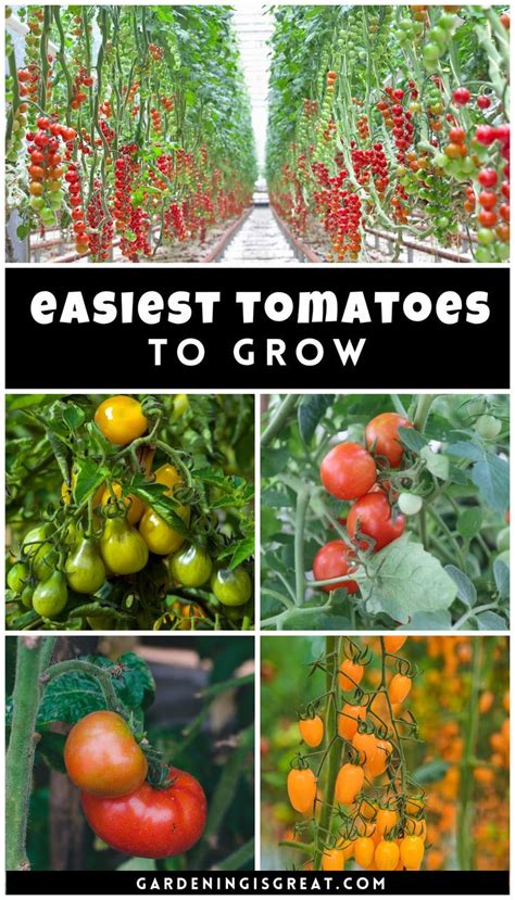 What Are The Easiest Tomatoes To Grow Artofit