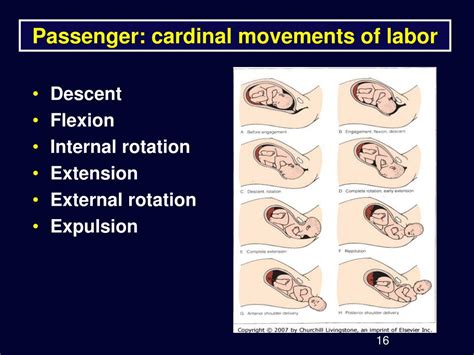 Ppt Parturition Stages Of Labor Powerpoint Presentation Free Download Id