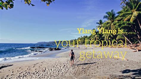 I put it in the window to get full sun during the day, and only water when the soil gets they are followed by small greenish fruit. Ylang Ylang Beach Resort is Your Tropical Getaway in ...