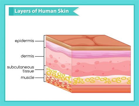 Infographie Médicale Scientifique Des Couches De Peau Humaine Vecteur