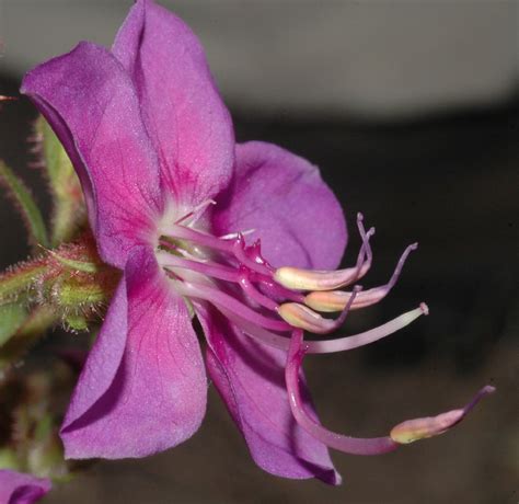 Rynchanthera Grandiflora Melastomataceae Image 28957 At
