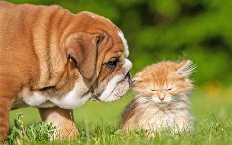 Hund Und Katze Aneinander Gewöhnen I Tipps Auf Mein Haustierde