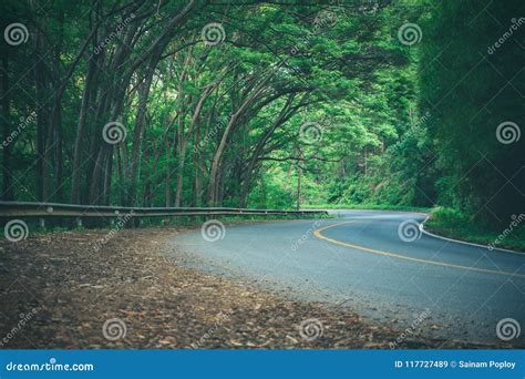 Winding Road And Many Trees Branches Covered The Road To Be Shady