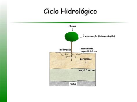 Ppt O Ciclo Hidrológico Em Plantações De Eucalipto Powerpoint