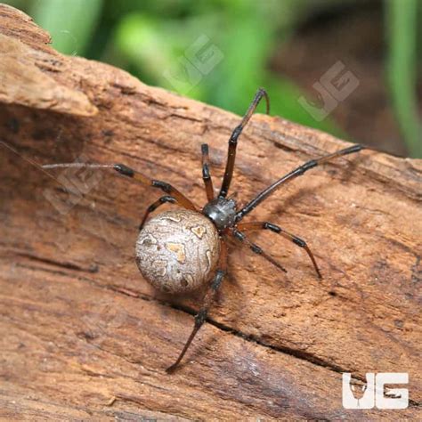 Brown Widow Spiders Latrodectus Geometricus For Sale Underground